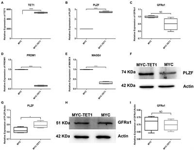 Epigenetic Regulation of TET1-SP1 During Spermatogonia Self-Renewal and Proliferation